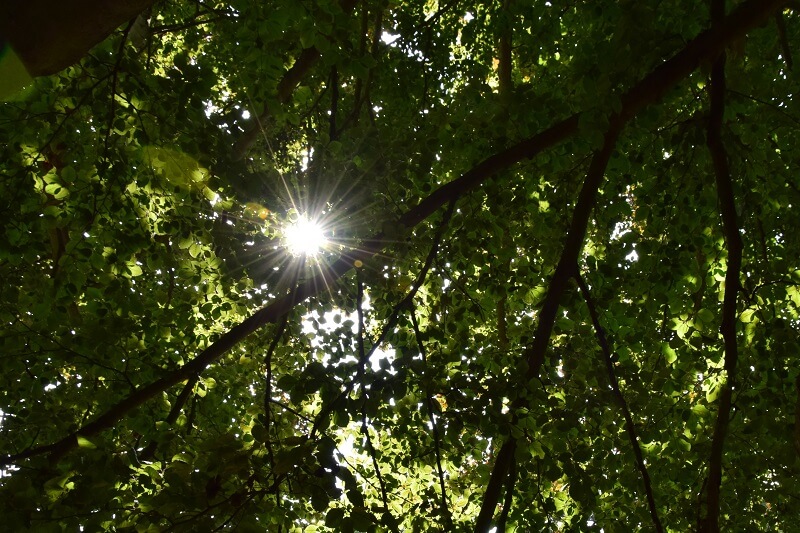 słońce prześwituje przez liście drzew